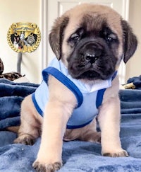 a puppy wearing a blue vest on a bed