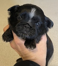 a small black puppy being held in a person's hand