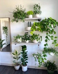 a room with many plants on shelves and a mirror