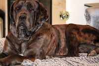 a large brown dog laying on a couch