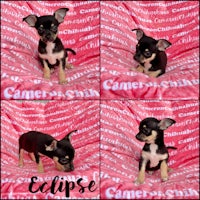 four pictures of a chihuahua puppy on a pink blanket
