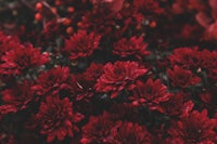 a close up of red flowers in a garden
