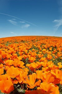 a field of orange poppies in california