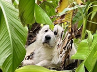 a white dog is hiding in the leaves