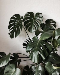 a monstera plant in a pot on a white wall