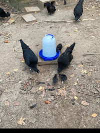 a group of black crows drinking from a bucket