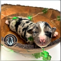 a puppy is sleeping in a wooden bowl with shamrocks