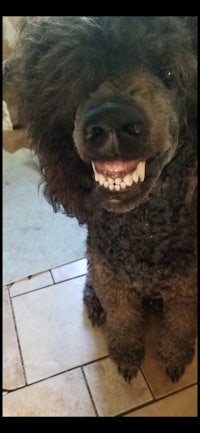 a poodle with a big smile on his face