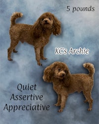 kc's archive quiet asstive poodle