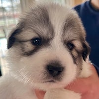 a white and gray puppy is being held in someone's hands
