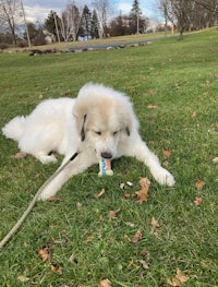 a white dog chewing on a toy