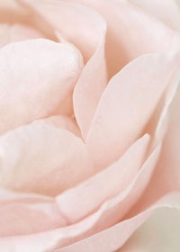 a close up image of a pink rose