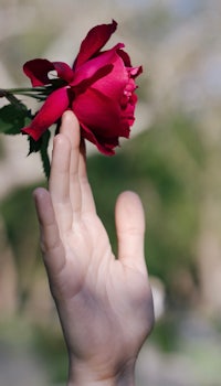 a person's hand holding a red rose