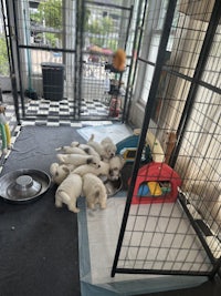 a group of puppies laying on the floor in a cage