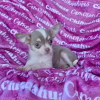a chihuahua puppy laying on a pink blanket
