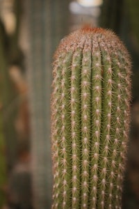a close up of a cactus plant