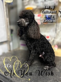 a black poodle sitting on top of a table