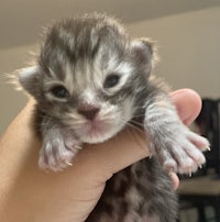 a kitten is being held in a person's hand