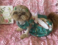 a small dog dressed in a floral dress on a pink background