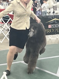 a woman is walking a brown poodle at a dog show