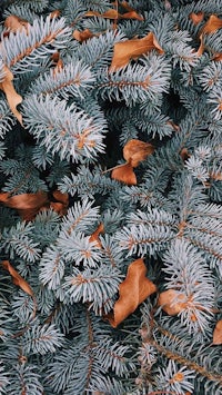 a close up of a blue spruce tree with orange leaves