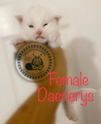 a white kitten with the words female daenerys on it