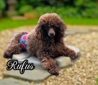 a brown poodle laying on a rock