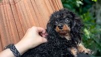 a black and brown poodle being petted by a person