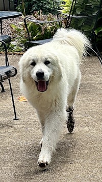 a white dog walking down a sidewalk
