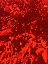 red leaves on a tree