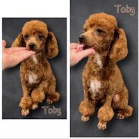 two pictures of a brown poodle with its tongue out