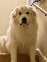 a white dog sitting on a set of stairs