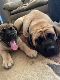 two large dogs laying on the floor with their tongues out